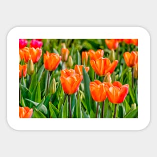 Orange tulips Sticker